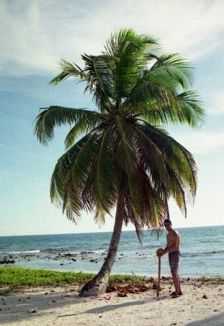 palmera cocos