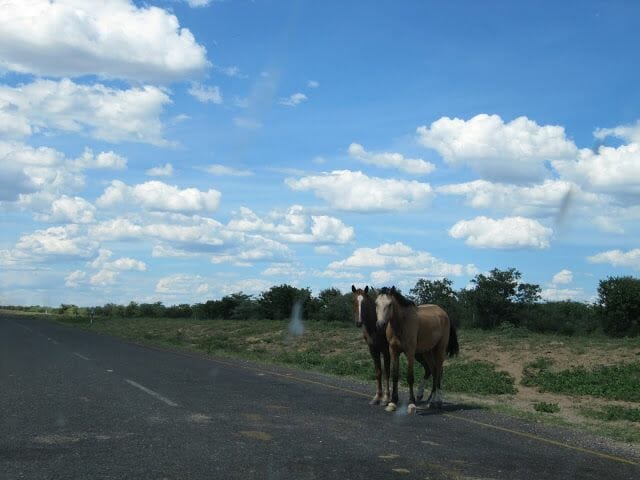 caballos en botswana