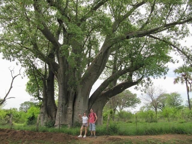 enorme y antiquísimo Baobab.
