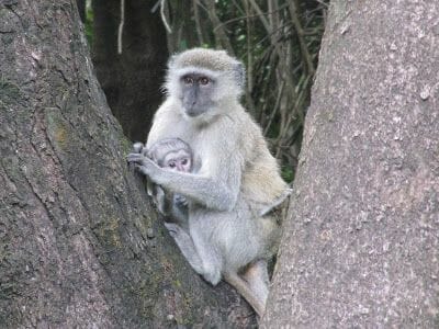 mono en las cataratas Victoria