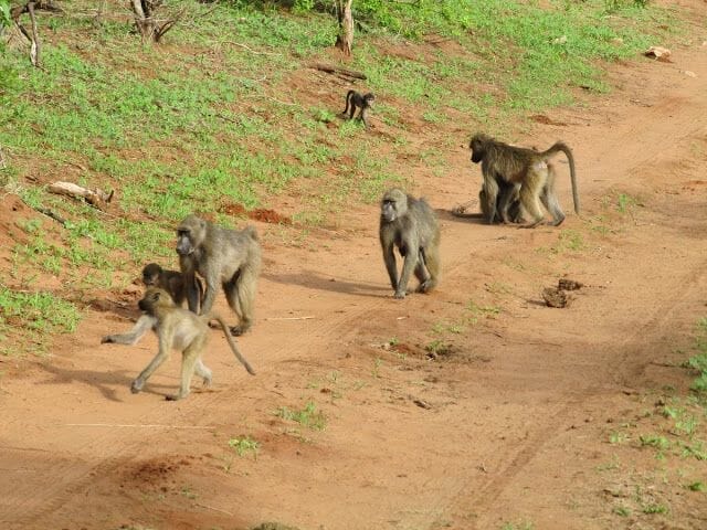 monos en grupo, monos de chobe