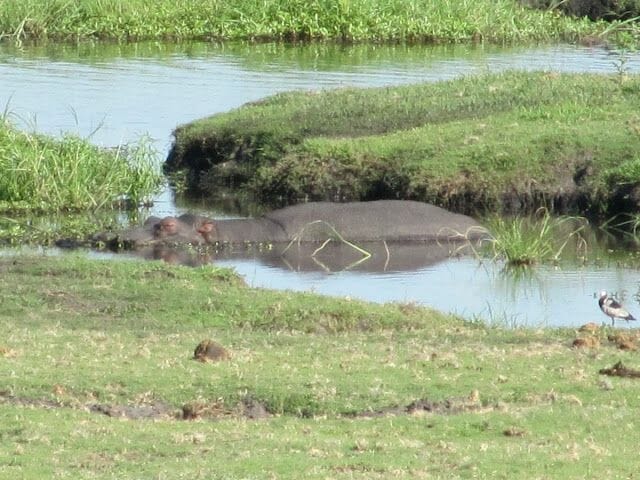 hipopotamo del Chobe