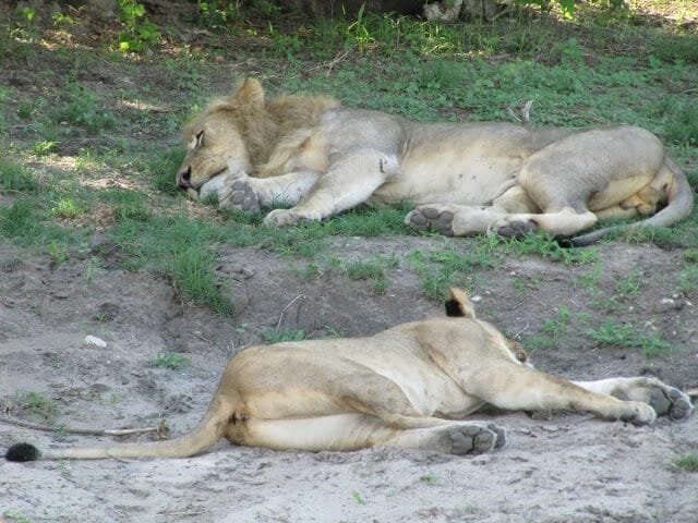 leones durmiendo, leones chobe, leon y leona