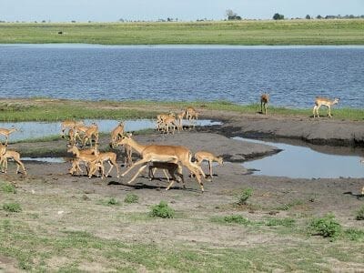 gacelas del Chobe