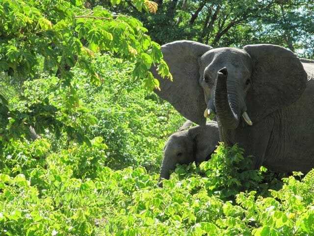 elefantes africa