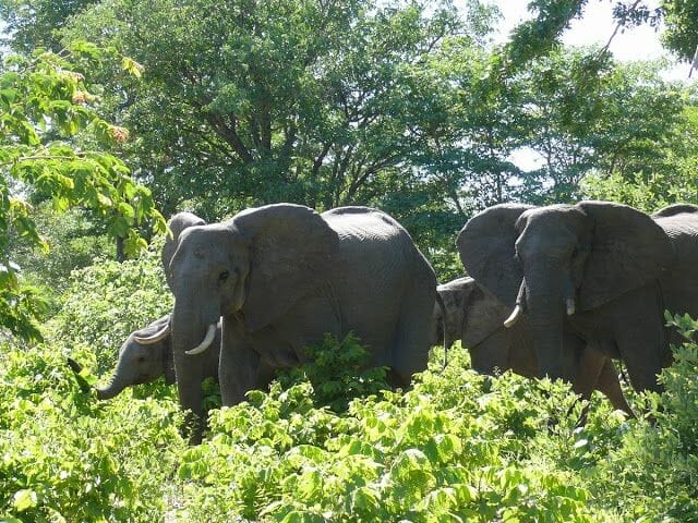 elefantes del Chobe