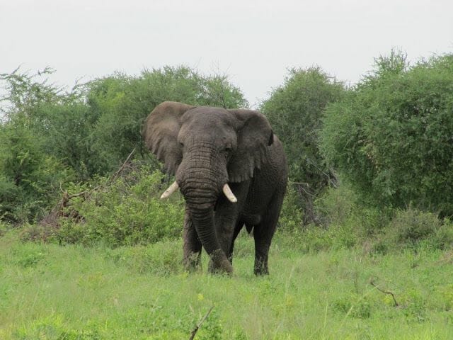 elefante de botswana