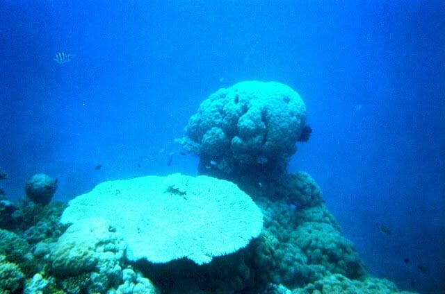 barrera coral australia