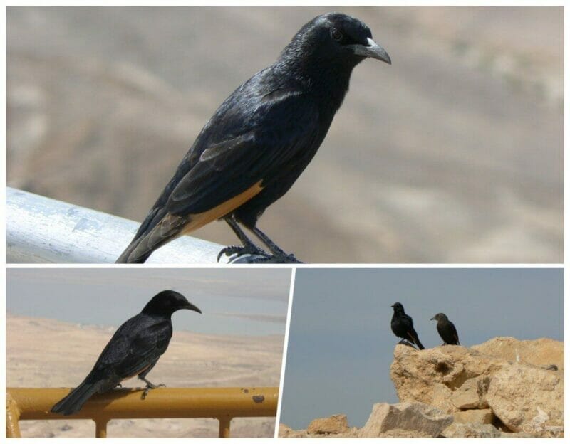 cuervos en Masada Israel