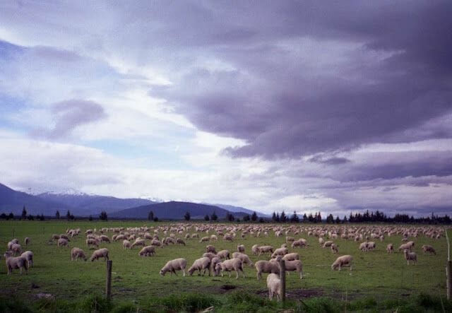 ovejas de Nueva Zelanda