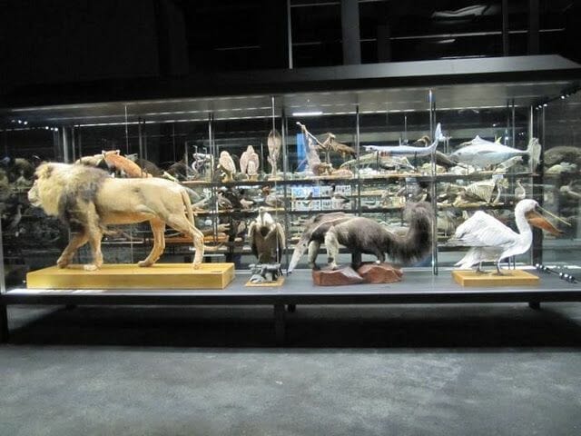 mamíferos disecados del museo de ciencias naturales de Barcelona