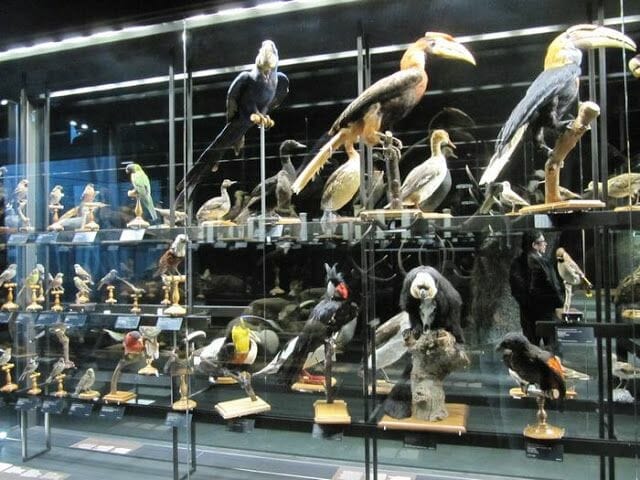 aves disecadas, pajaros disecados en el museu blau