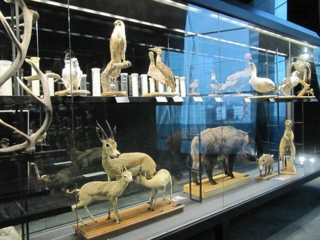 animales disecados del museo Blau de Barcelona