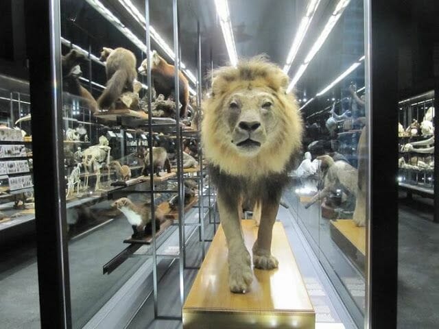 leon disecado, museu blau 