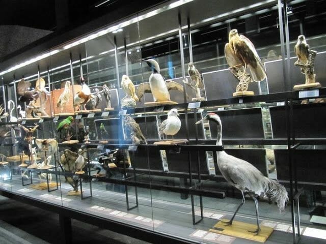 aves disecados del museo de ciencias naturales de Barcelona