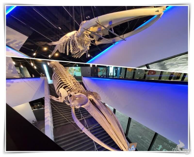ballena esqueleto del museu blau
