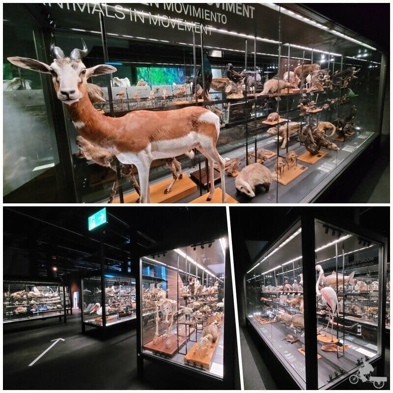 exposición animales disecados del museu Blau