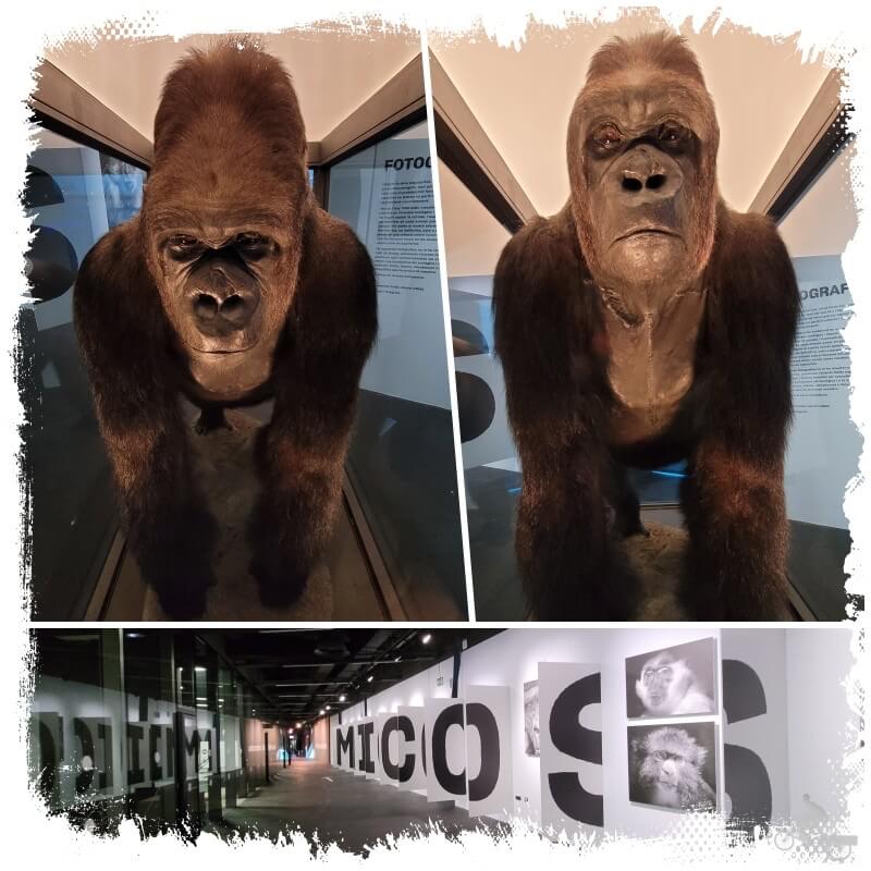 exposición micos museu de ciències naturals de Barcelona
