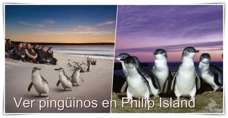 pinguinos philip island