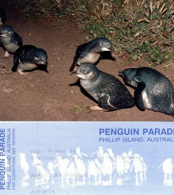 pingüinos de Philip Island