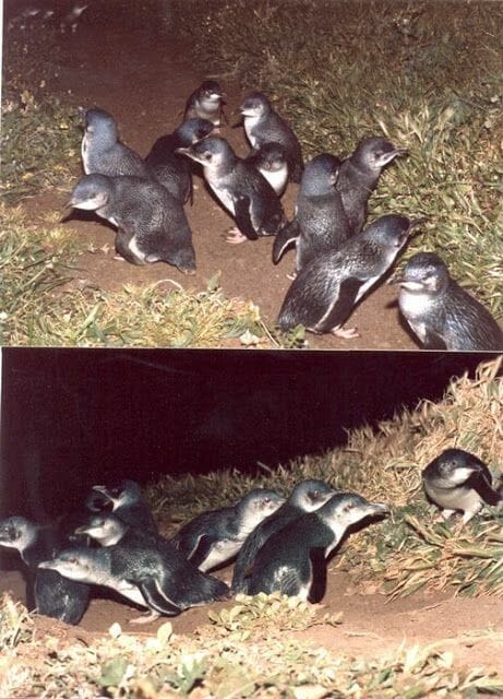 pingüinos de Philip Island