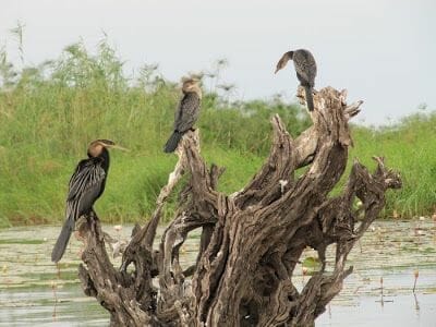 pájaros del parque Chobe