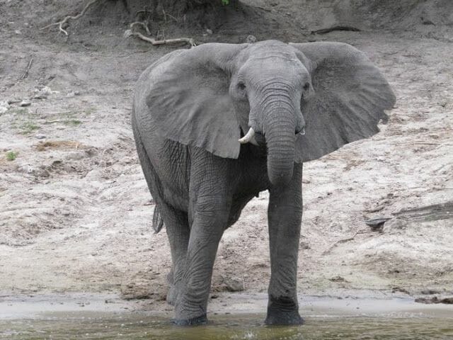 elefantes bebiendo en rio, rio zambezi, chobe