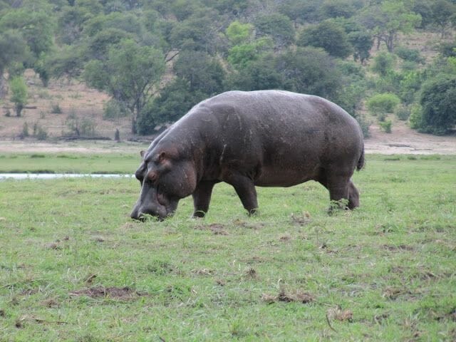 hipopotamo pastando, hipopotamo comiendo, hipopotamo de chobe