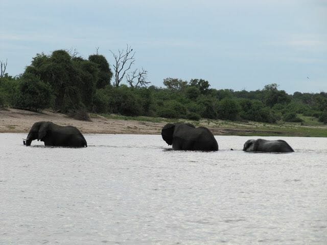 elefantes bebiendo en rio zambezi, chobe,