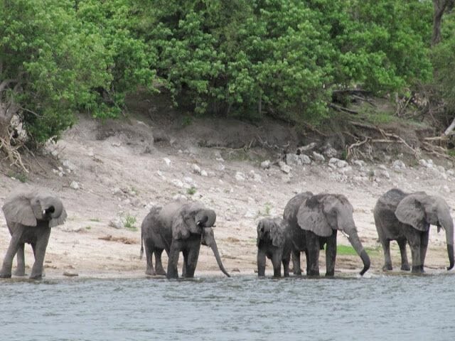 elefantes bebiendo en rio, rio zambezi, chobe