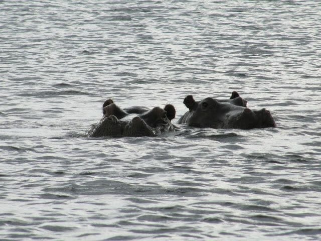 hipopotamos río Chobe