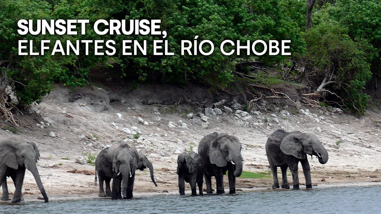 Sunset cruise, elefantes en el río Chobe