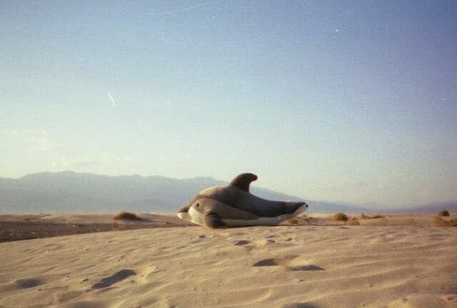 delfín en desierto