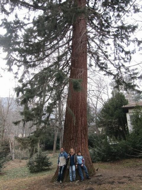 sequoia en sofia, arboles gigantes, sequoias en europa