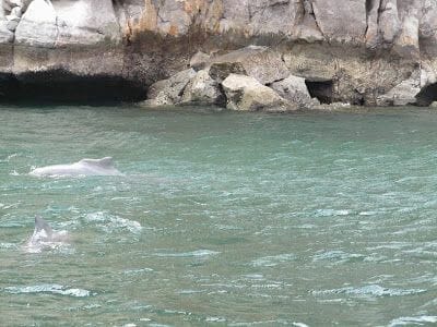 Península de Musandam delfines