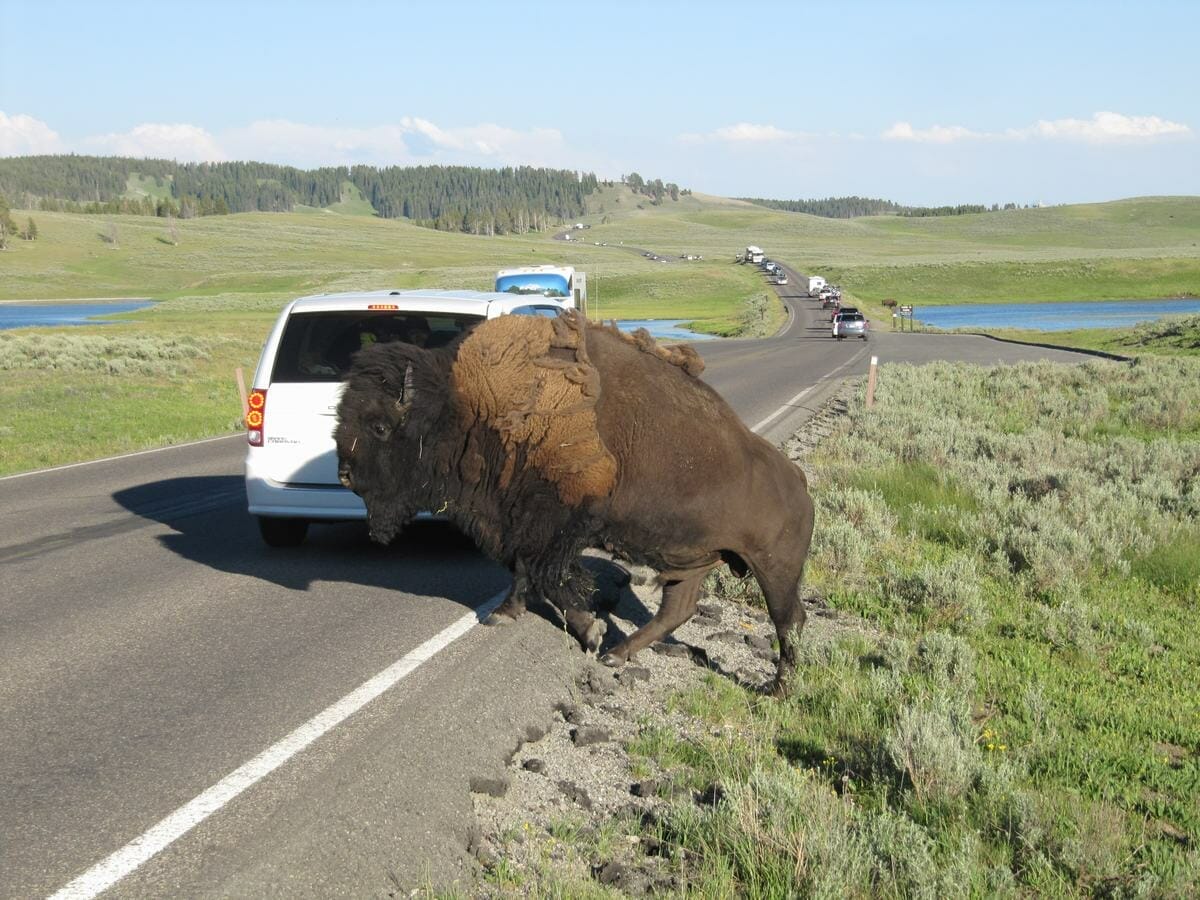 Bisonte en Yellowstone junto a coche – Consejos para viajar a Yellowstone 