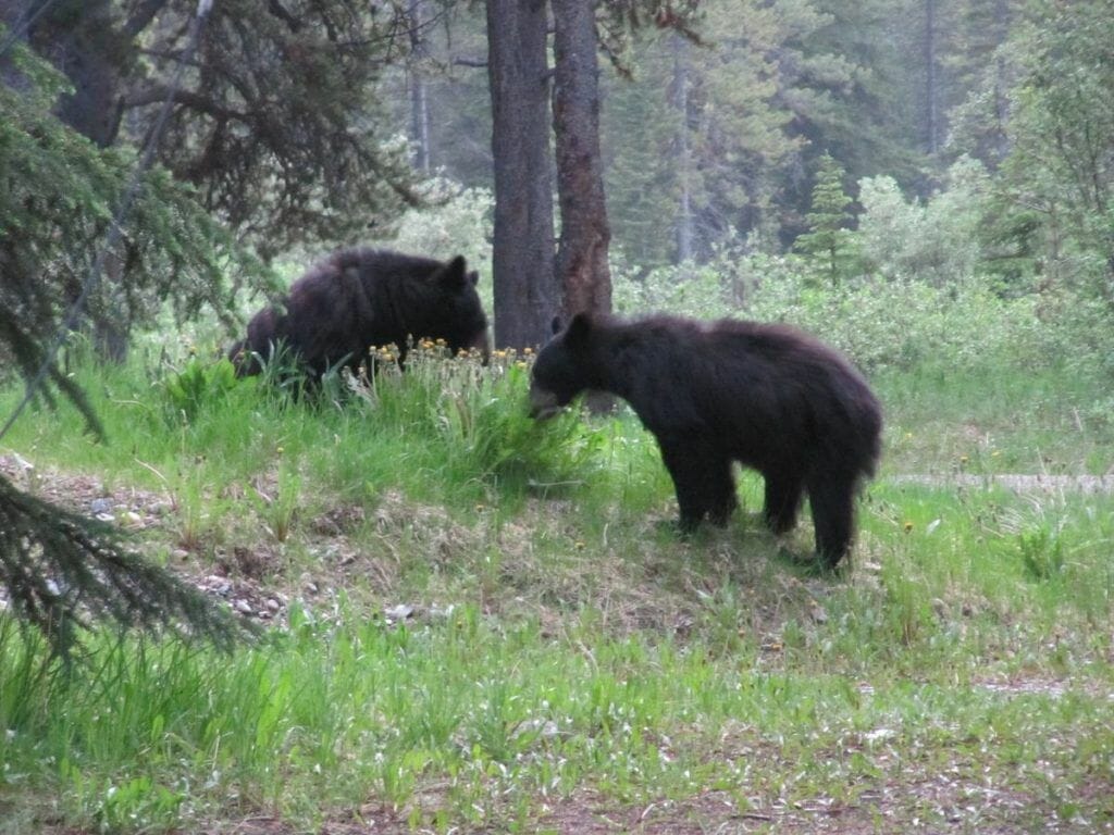 encuentros con osos negros en Canadá