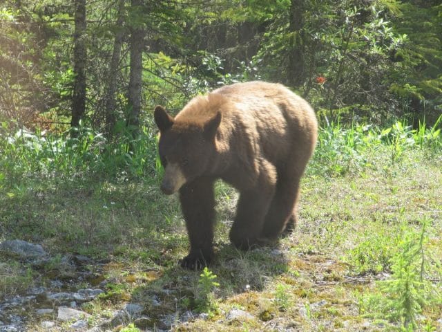 oso grizzly, osos en Canada, Jasper,.