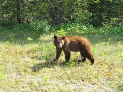 encuentro con oso grizzly en Canadá