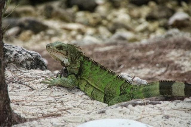 iguanas de playa Coco cay bahamas