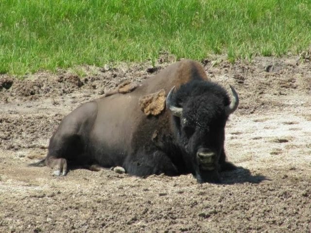 bisonte de Yellowstone, bison, animales de yellowstone