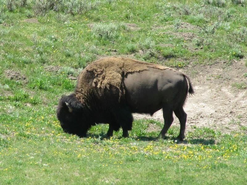 bisontes de yellowstone