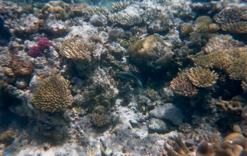 Gran barrera coral australia, bucear, diving, snorkel, Australia, 
