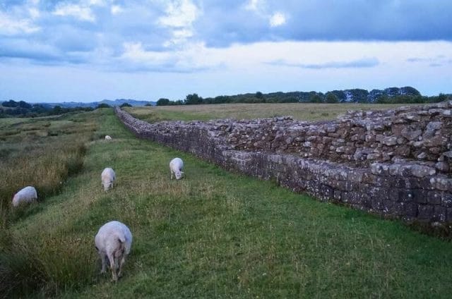 ovejas en el muro de adriano