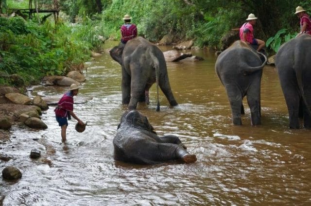 Baño de elefantes en el Elephant Park Chiang Mai