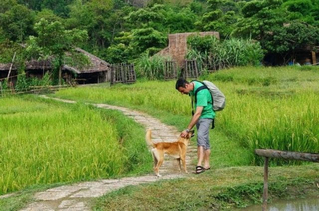 acariciando perro tailandia