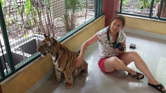 tigres chiang Mai Tiger Kingdom