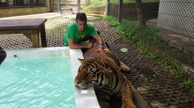 hombre con tigres Chiang Mai Tiger Kingdom 