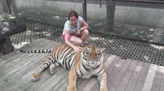 mujer con tigres Chiang Mai Tiger Kingdom 