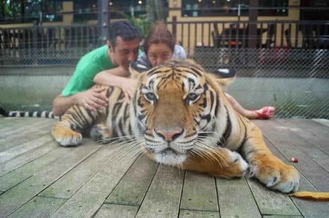 tigres Chiang Mai Tiger Kingdom con personas